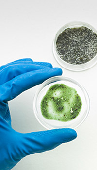 Mold samples by mold specialists 