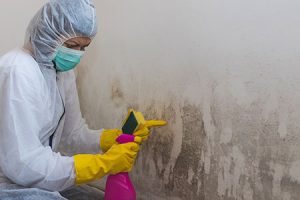 Mold remediation professional cleaning a wall after a hurricane