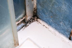 Mold growth on home walls