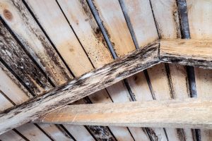 Rotting wood due to the summer weather affecting mold